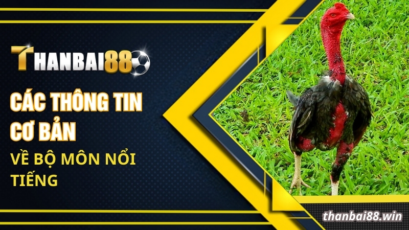 Luật Đá Gà Miền Bắc - Tìm Hiểu Quy Định Cùng Chuyên Gia 1 Các thông tin cơ bản về bộ môn nổi tiếng
