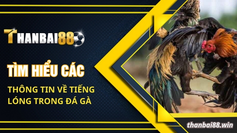 Tìm Hiểu Những Tiếng Lóng Trong Đá Gà Tân Binh Cần Học Hỏi 1 Tìm hiểu các thông tin về tiếng lóng trong đá gà